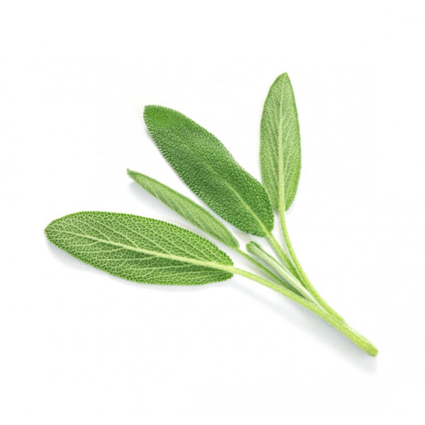 Using sage herbs at home can be a delightful experience, whether it's for cooking, medicinal purposes, or simply enjoying its fragrance. Here are some common ways you can incorporate sage into your home routine: Culinary Uses: Cooking: Fresh or dried sage leaves can be used to add flavor to a variety of dishes, including meats, poultry, fish, soups, sauces, and stuffing. Infusions: You can make sage-infused oils or vinegar by steeping sage leaves in olive oil or vinegar. These infused liquids can then be used in salad dressings or marinades. Herb Butter: Blend chopped sage leaves into softened butter to make a flavorful herb butter. This can be used to spread on bread or to top cooked vegetables or meats.
