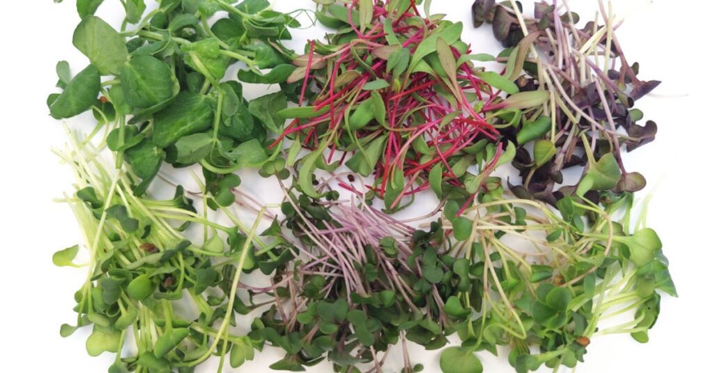 microgreen green veggies