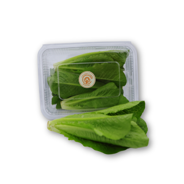 Romaine Lettuce - Image 3